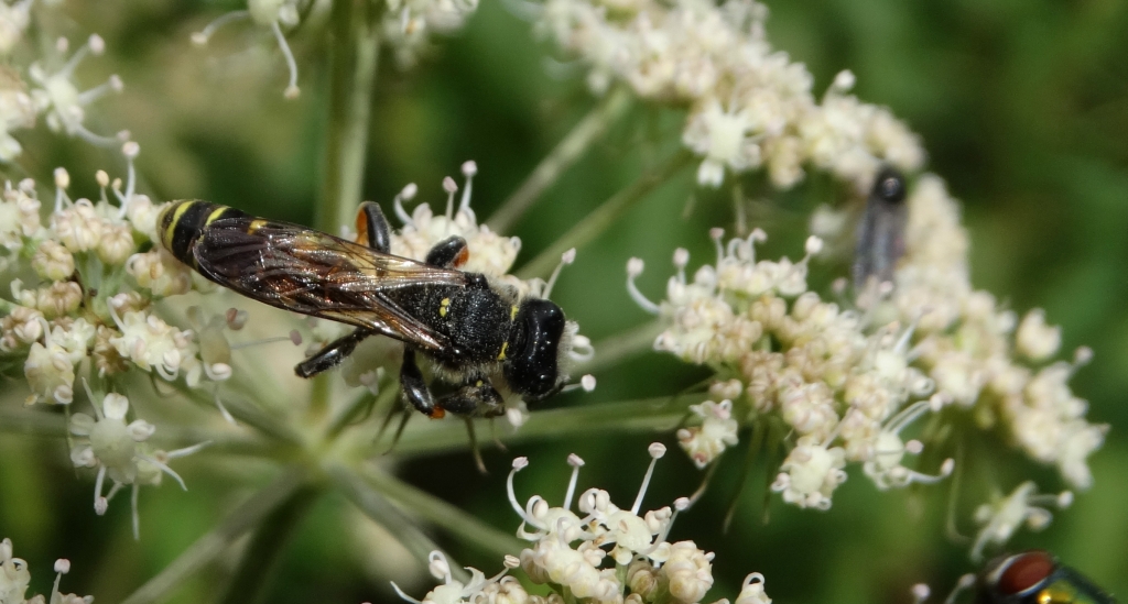Pilaż - może Tenthredo marginella