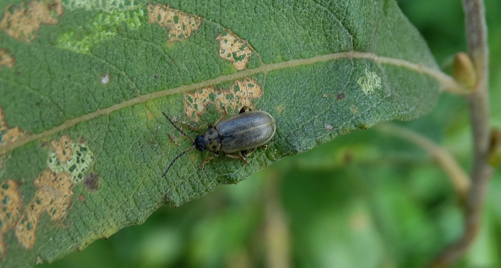 Szarynka grzybieniówka (Galerucella nymphaeae)