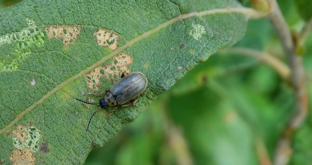 Szarynka grzybieniówka (Galerucella nymphaeae)