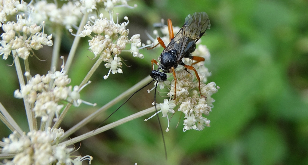 Kłowacz podżegacz (Pimpla instigator)