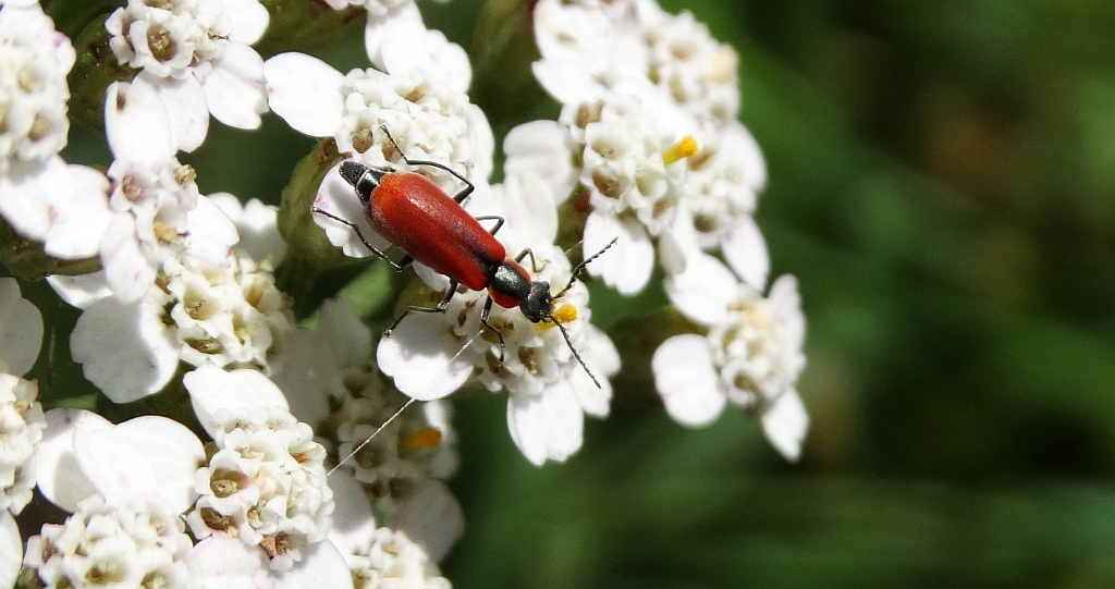Bęblik - Anthocomus coccineus