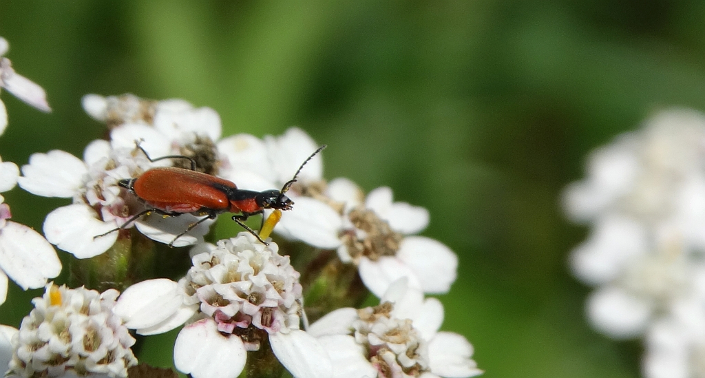 Bęblik - Anthocomus coccineus