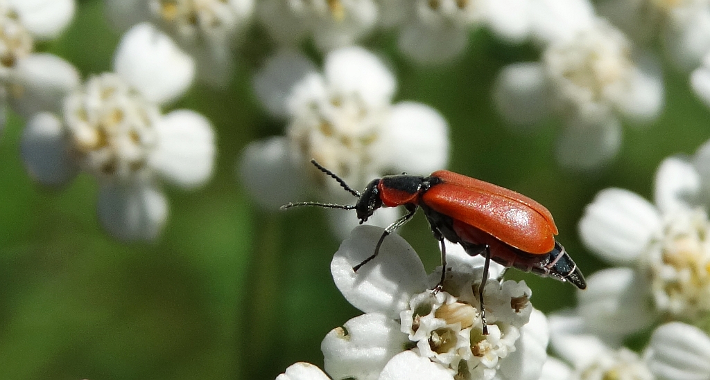 Bęblik - Anthocomus coccineus
