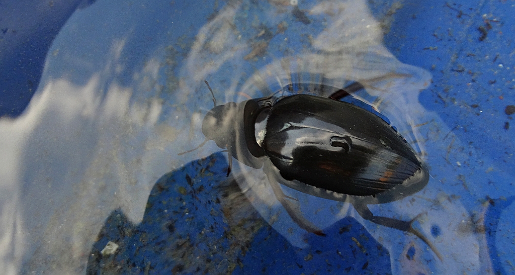 Kałużnica czarnozielona (Hydrophilus piceus)