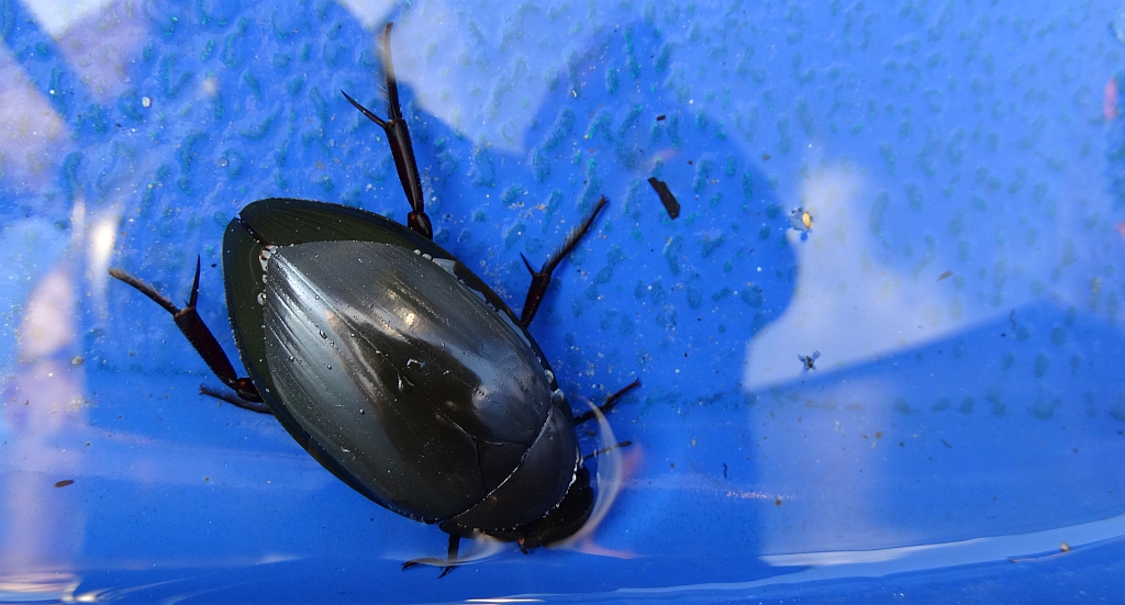 Kałużnica czarnozielona (Hydrophilus piceus)
