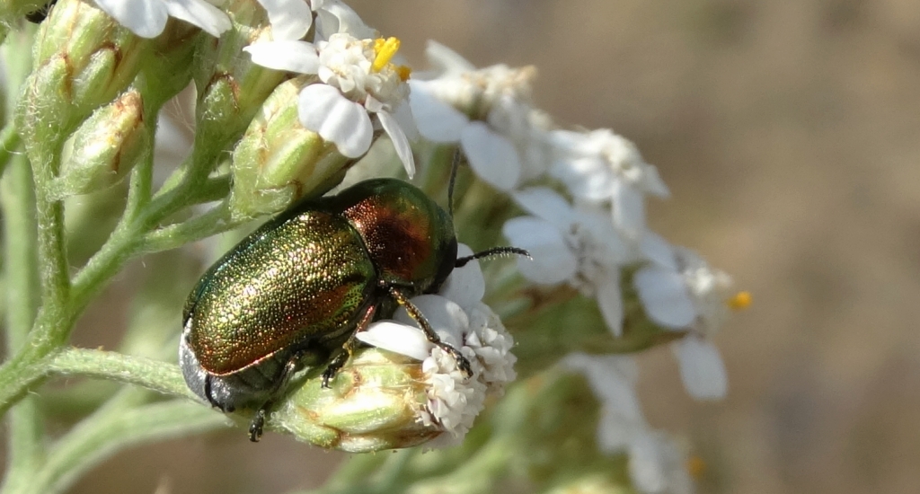 Zmróżka złotawa (Cryptocephalus sericeus)