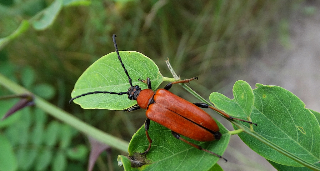 Zmorsznik czerwony (Corymbia rubra)
