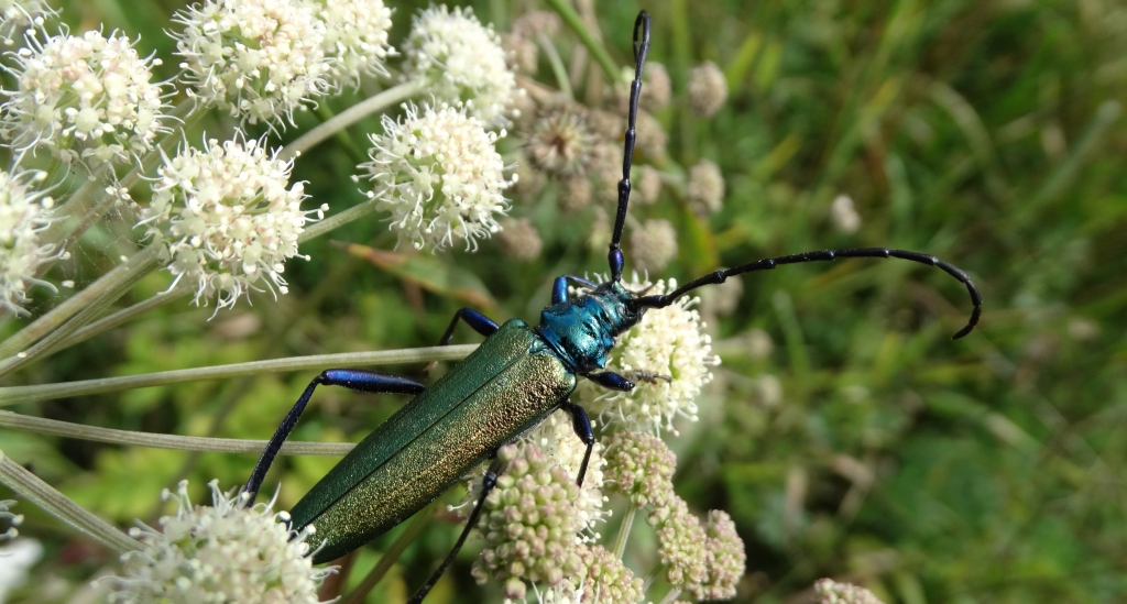 Wonnica piżmówka (Aromia moschata)