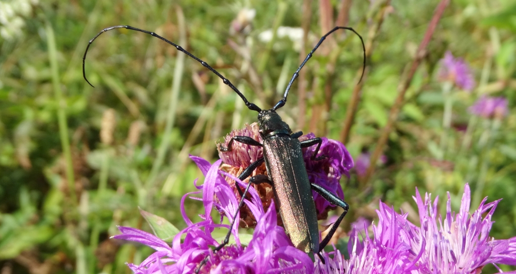 Wonnica piżmówka (Aromia moschata)