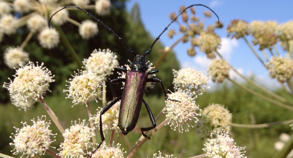 Wonnica piżmówka (Aromia moschata)