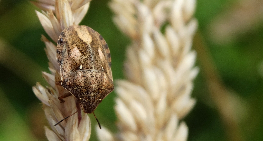 Żółwinek zbożowy (Eurygaster maura)