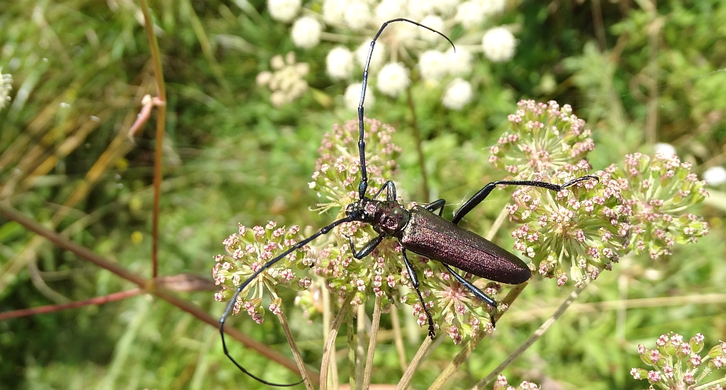 Wonnica piżmówka (Aromia moschata)