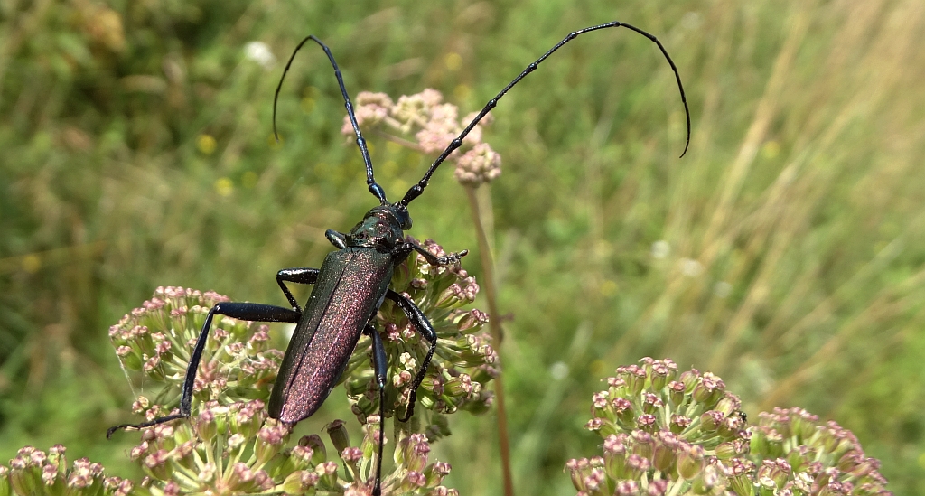 Wonnica piżmówka (Aromia moschata)