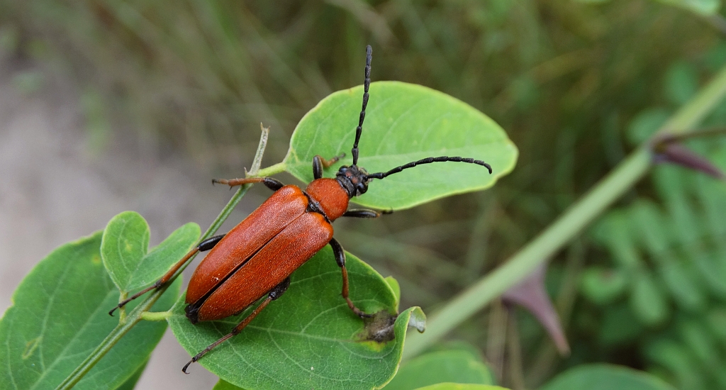 Zmorsznik czerwony (Corymbia rubra)