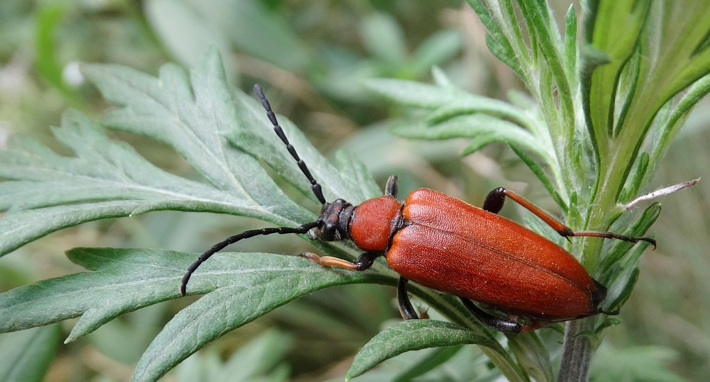 Zmorsznik czerwony (Corymbia rubra)
