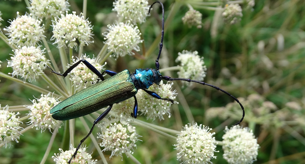Wonnica piżmówka (Aromia moschata)