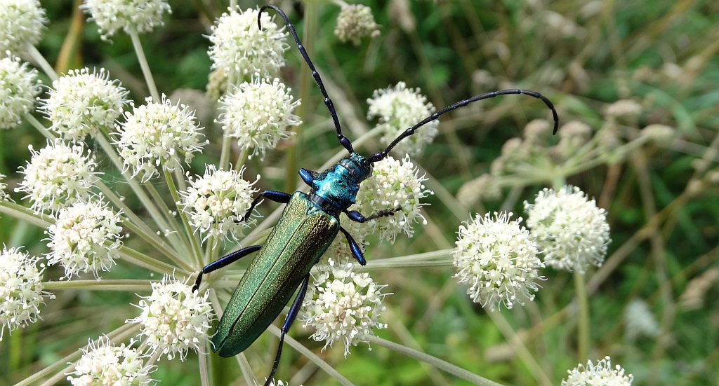 Wonnica piżmówka (Aromia moschata)