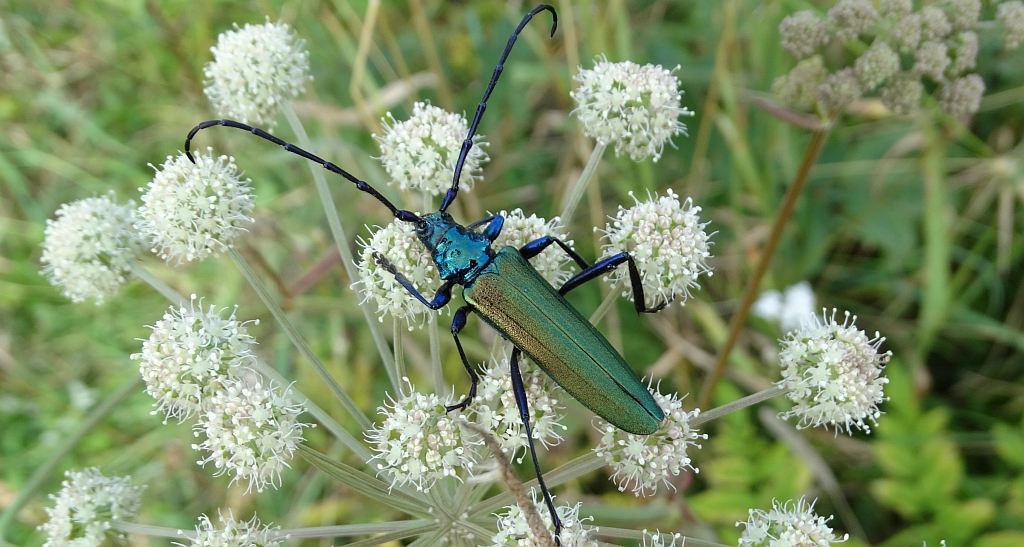 Wonnica piżmówka (Aromia moschata)