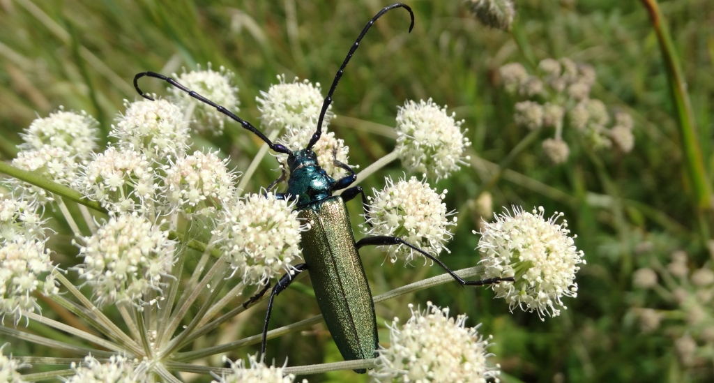 Wonnica piżmówka (Aromia moschata)
