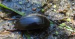 Kałużnica czarnozielona (Hydrophilus piceus)