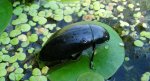 Kałużnica czarnozielona (Hydrophilus piceus)