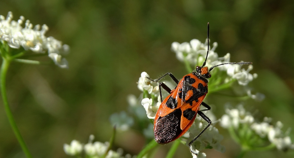 Glinik lulkarz (Corizus hyoscyami)