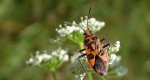 Glinik lulkarz (Corizus hyoscyami)