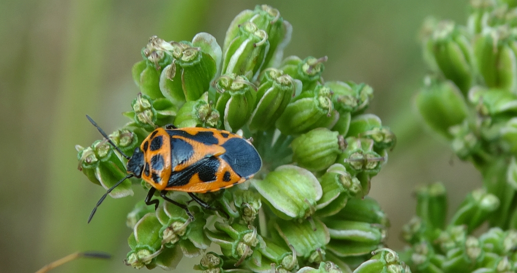 Warzywnica ozdobna (Eurydema ornatum syn. Eurydema ornata)