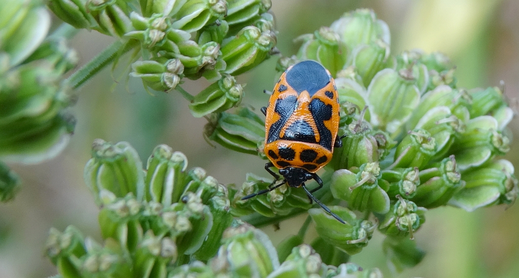 Warzywnica ozdobna (Eurydema ornatum syn. Eurydema ornata)