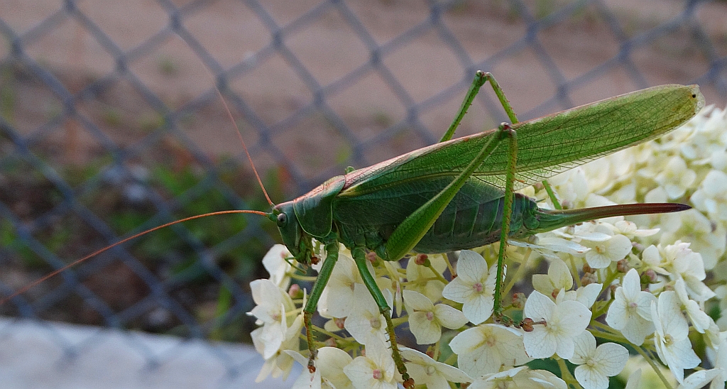 Pasikonik zielony (Tettigonia viridissima)