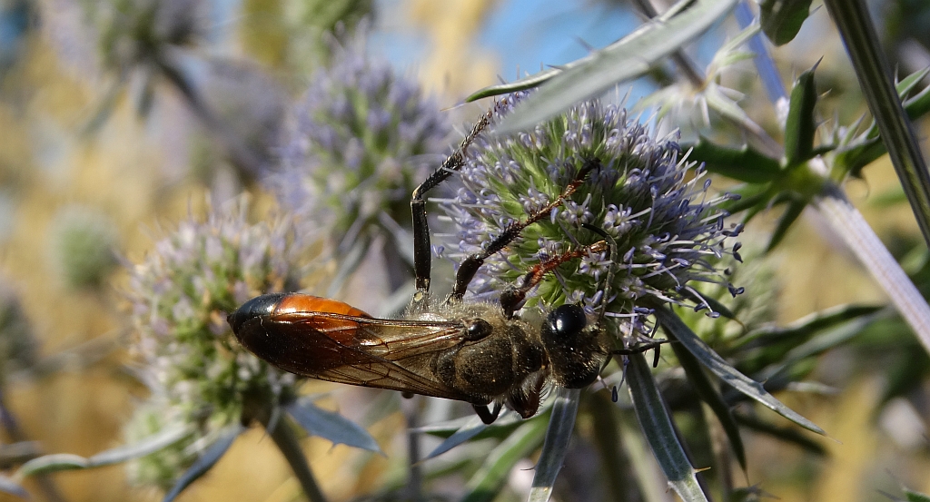Nęk świerszczojad (Sphex maxillosus)