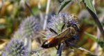 Nęk świerszczojad (Sphex maxillosus)