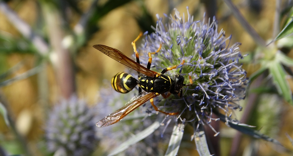 Klecanka polna (Polistes nimpha)