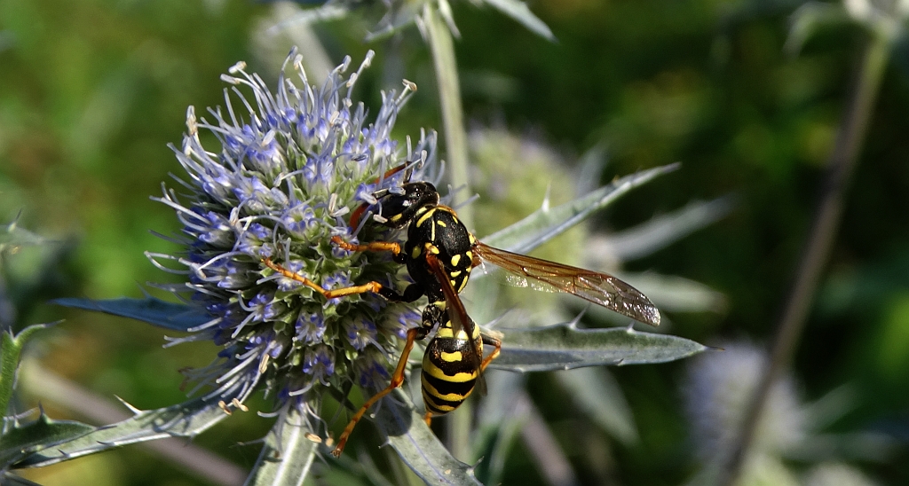 Klecanka polna (Polistes nimpha)