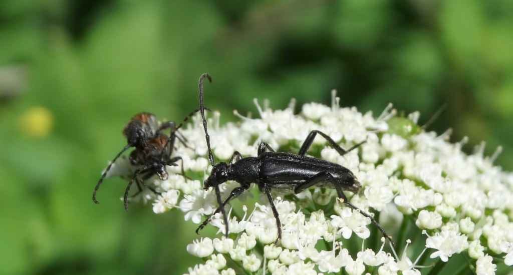 Strangalia czarna (Stenurella nigra)