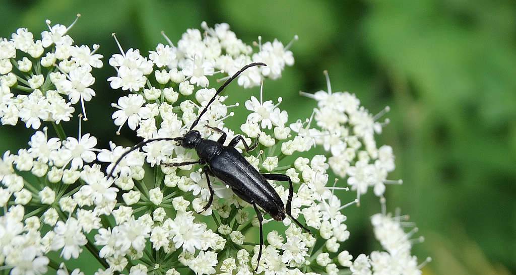 Strangalia czarna (Stenurella nigra)