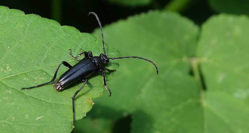 Strangalia czarna (Stenurella nigra)