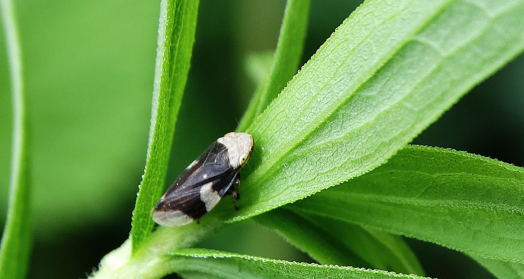 Pienik ślinianka (Philaenus spumarius)