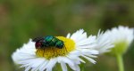 Złotolitka ognista (Chrysis ignita)