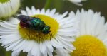 Złotolitka ognista (Chrysis ignita)