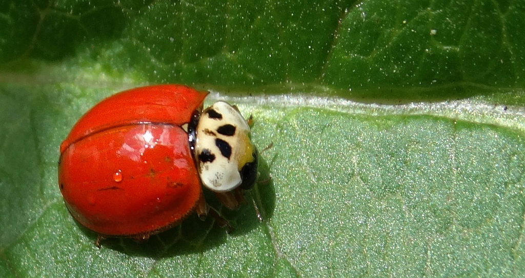 Biedronka dziesięciokropka (Adalia decempunctata)