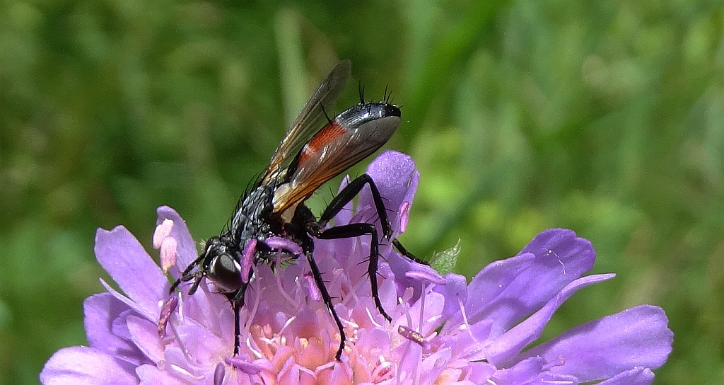 Rączyca - Cylindromyia pilipes