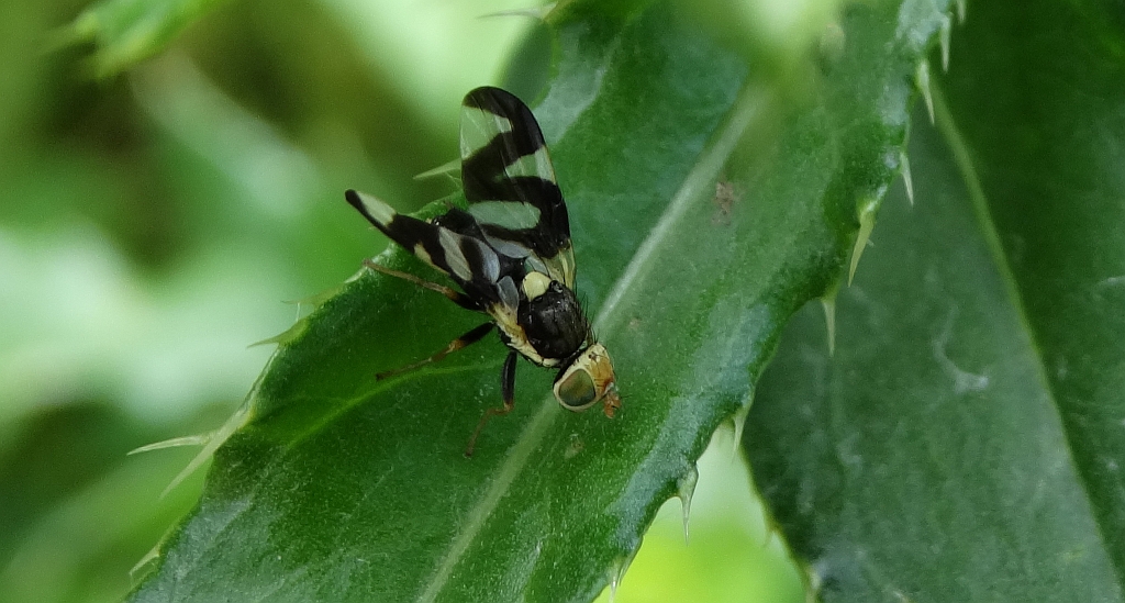 Wyroślówka ostowa (Urophora cardui)