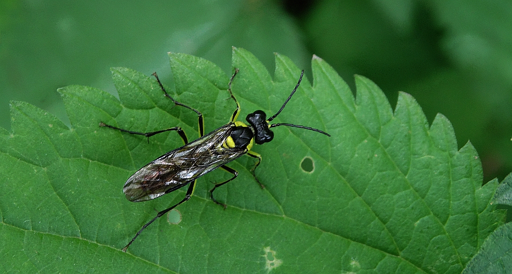 Pilarz zielononogi (Tenthredo mesomelas)