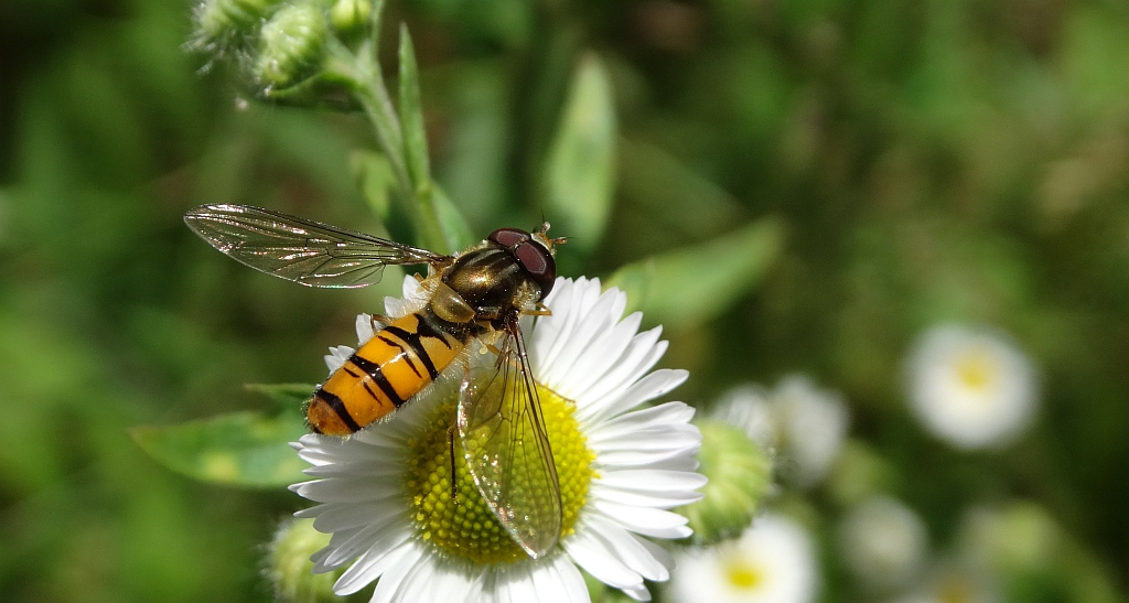 Bzyg prążkowany (Episyrphus balteatus)