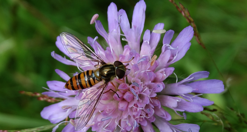 Bzyg prążkowany (Episyrphus balteatus)