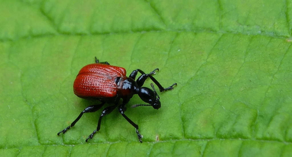 Oszynda leszczynowiec (Apoderus coryli)