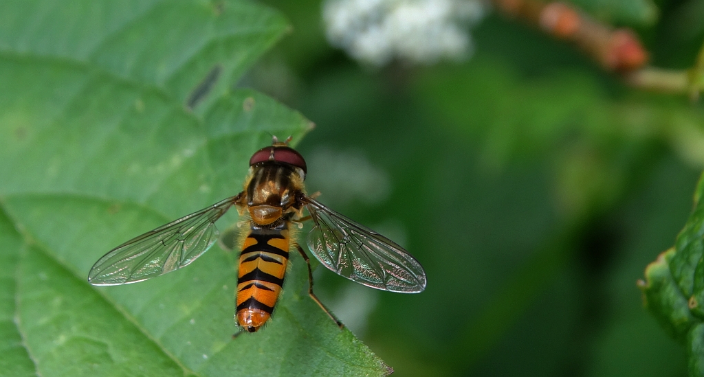 Bzyg prążkowany (Episyrphus balteatus)