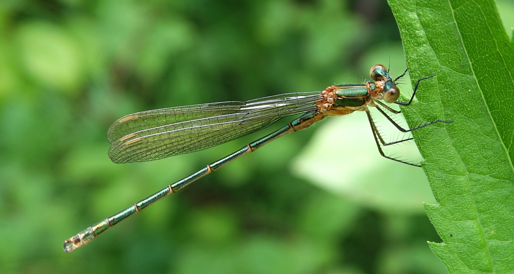 Iglica mała (Nehalennia speciosa)