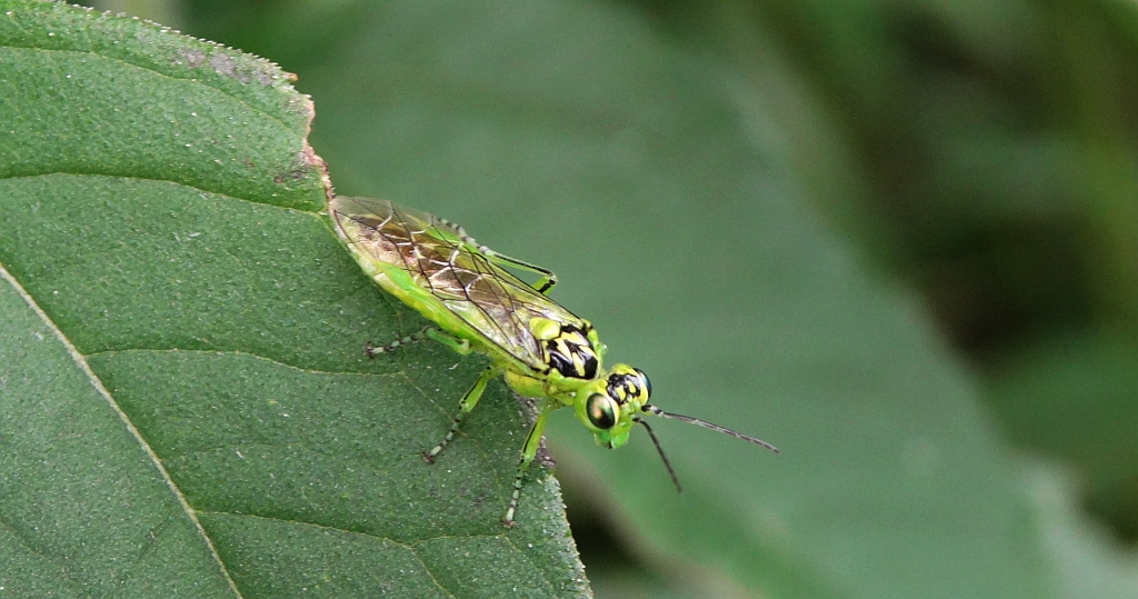 Szczerbatek zielony (Rhogogaster viridis)